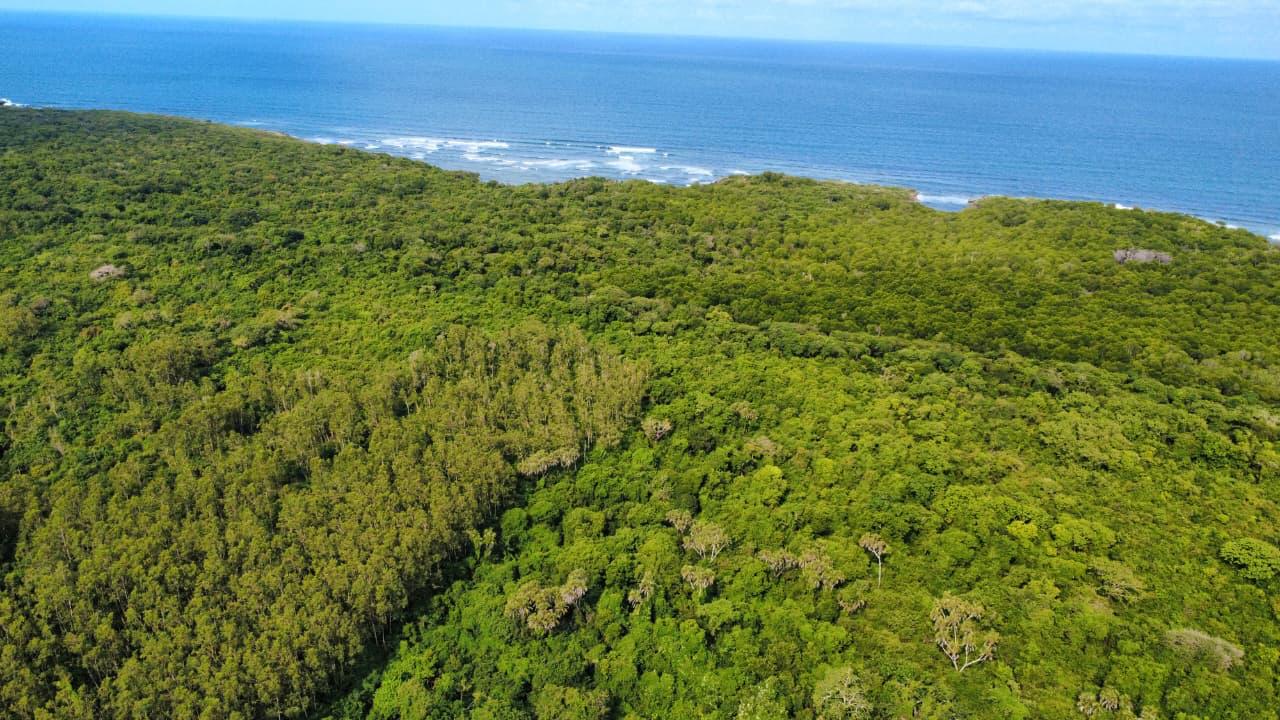 Prestine coastlines merged with mangroves and nature